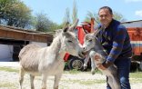"Eşşək südünə çox yüksək tələbat var, heyvanların sayını artırmağı düşünürük”