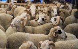 Qurban ətini də satırlarmış