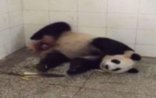 Pandanın doğum anı görüntüləndi-FOTOLAR