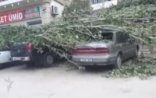 Güclü külək çinarı maşınların üstünə aşırdı