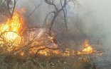 Xızı meşələrində yanğın