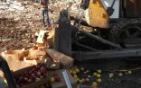 12 ton meyvəni belə məhv etdilər — VİDEO