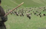 13 yaşlı Cəmil özünü öldürüb, yoxsa öldürülüb?