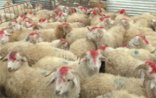 Bakıda ucuz qurbanlıq heyvanlar satılacaq