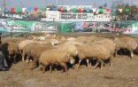 Qurbanlıq heyvanların satılacağı yarmarkaların ünvanları məlum oldu