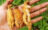 Bəner Xalq təbabəti Jenşenin inanılmaz sayda faydalı xüsusiyyətləri