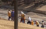 Bakı küçələrində ürək ağrıdan mənzərə - Yer belləyib, torpaq daşıyan nənələr (Video + Fotolar)