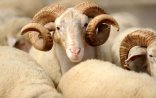 Bakının harasında qurban kəsiləcək? - Siyahı
