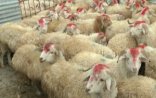 Azərbaycanda Qurban bayramı qeyd olunur
