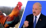Lukaşenko ukraynalı həmkarına yeni il münasibətilə xoruz hədiyyə etdi