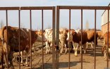 Gədədbəyin MAL BAZARI- 