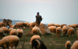 Ermənilər Ağdamda çobanları atəşə tutdular