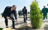 Prezident və xanımı ağacəkmə aksiyasında