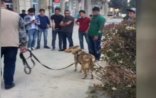 Şəhərin mərkəzində canavar gəzdirir - Azərbaycanda + VİDEO