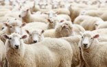Həcc ziyarətində qurbanlıq qoyunlar 160-170 dollara satılacaq-QMİ