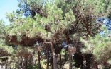 Bakının Nəbatat Bağı məhv olur – FOTO