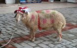 Qurban bayramı ilə əlaqədar sahibkarlara XƏBƏRDARLIQ