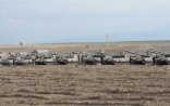 Ermənistan bayraqları qaldırılan TANKLAR Azərbaycan ərazilərində 