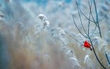 Hava kəskin soyuyacaq: Sulu qar, qar yağacaq