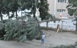 Güclü külək paytaxtda ağacları AŞIRDI