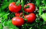 Alimlərdən tövsiyə: pomidoru qızardıb yeyin