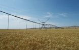 İlham Əliyev Goranboyda “Region Agro” MMC-nin açılışında 