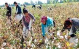 Pambıq monopoliyası: Kütləvi zəhərlənmə olayının izi ilə... (ARAŞDIRMA)