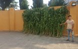 Astara sakinindən 58 ədəd çətənə bitkisi aşkarlandı