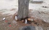 “Kislota” məsələsində şübhəli bilinən Real tutuldu