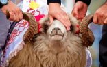Qurban bayramı ilə əlaqədar iki dövlət qurumu birgə fəaliyyət göstərəcək