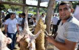 Bakıda qurbanlıq heyvanların kəsiminə 70 baytar həkimi nəzarət edir
