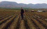 Bu cavan erməni aqronom Azərbaycan torpağında 115 min nar tingi əkdi...
