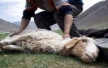 Qoyun ətinin kilosu 40 manata QALXDI -İranda 