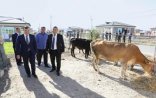Nazir vətəndaşlara xəstə heyvanların verilməsini təsdiqlədi - 119-nu dəyişmişik 