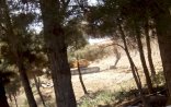 Bakıda daha bir ərazidə ağaclar məhv edildi - FOTOLAR