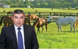 Etibar Pirverdiyev bahalı atlarını satdı... - gündə 300 manat xərcləyirmiş