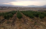 Ermənilər Xocalıda meyvə bağları saldı – FOTO