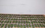 Tərtərdə ipəkqurdu toxumu kümçülərə paylanıb
