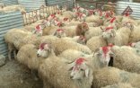 Qurban bayramında neçə gün iş olmayacaq?