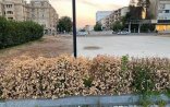 “Atatürk” parkının bərbad hissəsi: kimə satılıb? – Foto