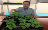 Türkiyə azərbaycanlı alimin hazırladığı peyvəndlə bağlı hərəkətə keçdi - İnanılmaz üsul