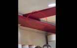Bakıda bu məşhur restoranda siçanlar məskən saldı - VİDEO