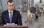 Nazirin əmri ilə verilən keçilər öldü: Məşğulluq Mərkəzi heyvanları tələb edir