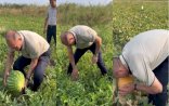 Deputat bostanda: Qarpıza gücü çatmadı - Maraqlı VİDEO
