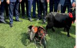 Azərbaycanda icra başçısı xoruz döyüşdürdü: Bacısı oğlu ilə...