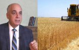 BUĞDA İSTEHSALI 20 İL ƏVVƏLKİ SƏVİYYƏYƏ DÜŞÜB - “Bu sahəyə milyardlar ayrılıb, ancaq...”