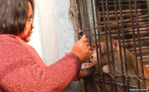 Bütün sərvətlərini meymuna miras qoydular