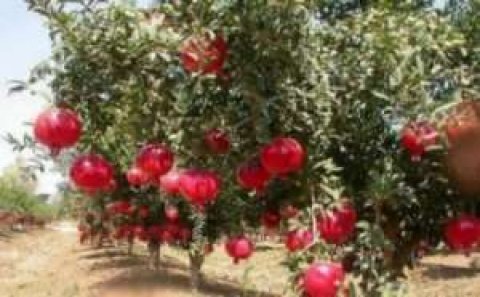 10 hektar nar bağı yanıb - Göyçayda