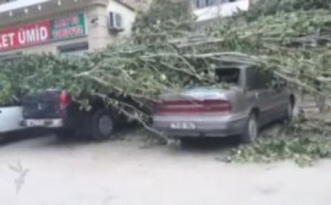 Güclü külək çinarı maşınların üstünə aşırdı