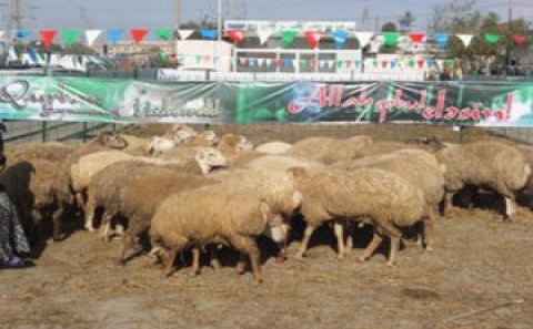 Qurbanlıq heyvanların satılacağı yarmarkaların ünvanları məlum oldu